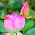 赖鸿根 - 虚空藏菩萨心咒