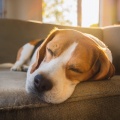 Jardín del sonido、Sonidos que los Perros Aman、Sonidos Relajantes para Perros - Hip Hop Suave Para Camas Para Perros