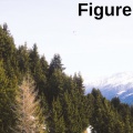 Bert Roles - Figure