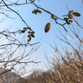 金沙水拍 - 风,从哪里来
