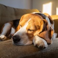 Guerrero de Sonido、Sueño de cachorro、Sueños musicales con cachorros - Ritmos Suaves De La Siesta Del Perro