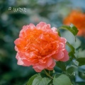 张晓晓 - 八方来财