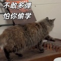 不敢多弹 怕你偷学 (猫弹古筝完整版)