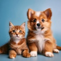 Jardín Sonoro、Reiki calmante para seres、Sueño calmante para seres - Movimiento Tranquilo De Mascotas