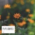 南胥月 - 灼灼