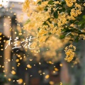 KP - 桂花
