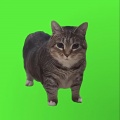 oiia cat（小猫进行曲）