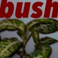 Andreas Mark-Skousgaard - bush