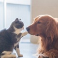 Harmony Melodies for Pets' Comfort