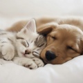 Soft Lullabies for Peaceful Pets