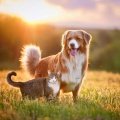 Musica Relajante de Guitarra Musica De Fondo、Lloviendo para mascotas tranquilas、Mascotas - Calma De Guitarra Para Mascotas