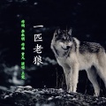 王觉 - 一匹老狼