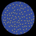 Alizacion