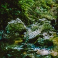 Super Natural、中田悟 - Birds and Stream