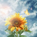 Kaisa - あなたに贈る人生の金メダル I miss you & I’m proud of you R.I.P