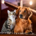 Pet Relaxation: Comforting Musical Vibes