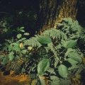 Plant Dreams (Explicit)