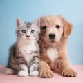 Ballena tranquila、Música para dormir para mascotas、Grabaciones de vida silvestre - Patrones Tranquilos De Mascotas