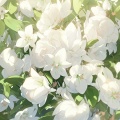 Bee  菲舞~ - 送你一朵东方茉莉