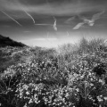 Nature Sound Collection、Sleep Sound Library、Nature Sounds Nature Music - Calm Flow
