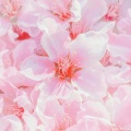 Spa Music Relaxation、SPA - Free And Fearless
