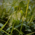 文静Hoa - 不起眼的杂草根