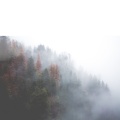 Nectry - Mist of Madness