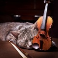 Guerrero de Sonido、Música en Paz para Gatos、Gato dormido - Compañero Gato Calmante