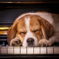 Música a la hora del almuerzo、Reiki sonoro animal、Terapia musical para animales serenos - Progresión De Descanso Suave