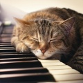 Ritmos Binaurales Entretenimiento de Ondas Cerebrales、Música para Relajar Felinos、Música para Relajar Gatitos - Cuerdas Para Felinos