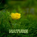 Adonis Leighton - Nature