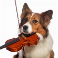 Música suave Inc.、Amante de las criaturas、Serenidad animal - Suave Latido Del Corazón Armonía