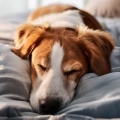 Sonidos de Refugio、Musica Para Perros Paz、Música para Perros Playlists - Descanso Musical Del Perro