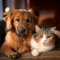 Pet Comfort Music for Restful Nights
