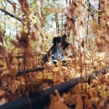 Billy Woods、E L U C I D、Cavalier、Willie Green - Lead Paint Test