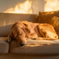 Dualidad pura、Musicoterapia para cachorros、Academia del sueño canino - Serenidad Nocturna Para Perros