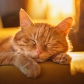 Barba legendaria、Música para Gatos Curacion、Sonidos de la naturaleza con música - Noche De Gatos Con Lofi