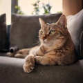 Desayuno suave、Música para gatitos、Naturaleza de Suecia - Melodías Suaves De Lofi Para La Calma Del Gato