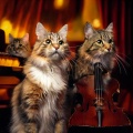 Pilates Music、Calming Cat Architect - Playful Cat Strings