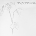 Tomatillos - Sofa