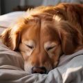 Hogar acogedor、Caminante de la naturaleza、Lista de Reproducción para Perros Dormidos - La Melodía Tranquila De Las Patitas