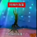 春田新君诺一小 - 特辣的海藻