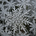 伊思 - 无题雪