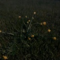 Dead Flowers