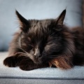 Barba legendaria、Música para Calmar a tu Gato、Música para Relajar y Dormir Gatos - Gatos Con Capas De Movimiento