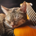 Musica Relajante de Guitarra Ritmos、Gato dormido、Guarida de música de gatos - Rasgueos Suaves Del Gato