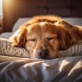 Desayuno suave、Banda Sonora Canina、Cachorros Felices y Calmados - Caminos De La Armonía Del Perro
