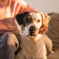 Musica Relajante de Guitarra Principal、Música en Paz para Perros、Momentos Calmantes para Perros - Cuerdas Para Unir