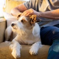 Patas Y Cuerdas: Orquesta Relajante Para Perros