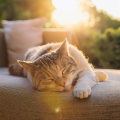 El alivio del estrés、Música para dormir Gatos、Puertos y Océanos - Cuerdas Para Bigotes Silenciosos